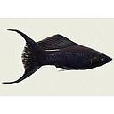 poecilia latipinna - mollienesia velifera black lyretail 4-5cm
