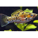 poecilia latipinna - mollienesia velifera calico 4-5cm