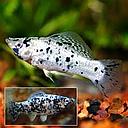 poecilia latipinna - mollienesia velifera dalmation 4-5cm