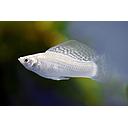 poecilia latipinna - mollienesia velifera silver 4.5-5.5cm