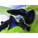 poecilia reticulata - guppy breeding group blue moscow 3cm pst