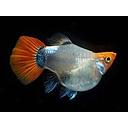 poecilia reticulata - guppy female balloon blue/red 2.5-2.7cm