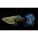 poecilia reticulata - guppy female blue cobra 3cm