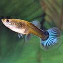 poecilia reticulata - guppy female blue neon 2.5-2.7cm