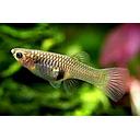 poecilia reticulata - guppy female bottom sword mix 3cm