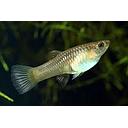 poecilia reticulata - guppy female endler 2.5-3cm