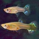 poecilia reticulata - guppy female mix 3cm