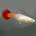 poecilia reticulata - guppy female red tail dumbo 3cm