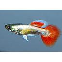 poecilia reticulata - guppy female santa claus 3cm