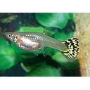 poecilia reticulata - guppy female snakeskin yellow 3cm