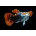 poecilia reticulata - guppy male balloon blue/red 3cm