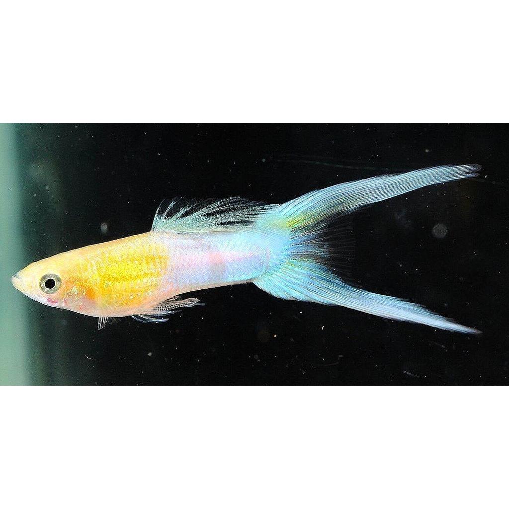 poecilia reticulata - guppy male blue double sword 3cm