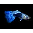 poecilia reticulata - guppy male blue neon 2.5-2.7cm
