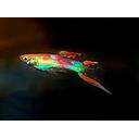 poecilia reticulata - guppy male bottom sword mix 3cm