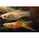 poecilia reticulata - guppy male calico lyretail 3cm