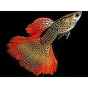 poecilia reticulata - guppy male cobra red 3cm