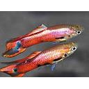 poecilia reticulata - guppy male endler magenta 2.5-2.7cm