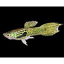 poecilia reticulata - guppy male endler tiger 2.5-2.7cm