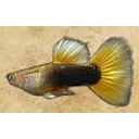 poecilia reticulata - guppy male half black 3cm