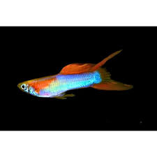 poecilia reticulata - guppy male japan blue/red double sword 3cm