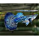 poecilia reticulata - guppy male mozaic blue 3cm