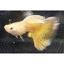 poecilia reticulata - guppy male mozaic gold 3cm