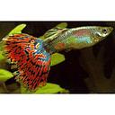 poecilia reticulata - guppy male mozaic red 3cm