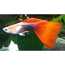 poecilia reticulata - guppy male neon red 3cm