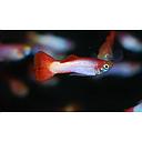 poecilia reticulata - guppy male pink rose 3cm