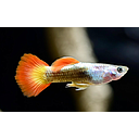 poecilia reticulata - guppy male pink yellow flame 3cm