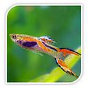 poecilia reticulata - guppy male rainbow double sword sword 3cm