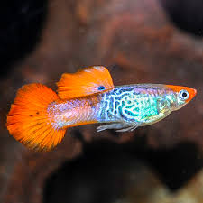 poecilia reticulata - guppy male red cobra koi 3cm