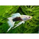 poecilia reticulata - guppy male ribbon mix colour 3cm