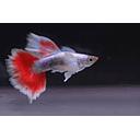 poecilia reticulata - guppy male santa claus 3cm