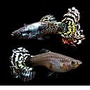 poecilia reticulata - guppy male tiger 3cm