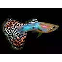 poecilia reticulata - guppy male tricolor 3cm