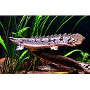 polypterus delhezi 8cm