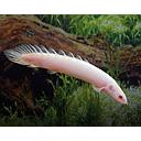 polypterus senegalus albino 7-8cm