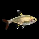 pristella ridley/maxillaris gold 2.5cm