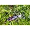 pseudomugil gertrudae 2.5cm