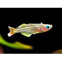 pseudomugil ivantsoffi 1.5cm