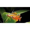 pseudomugil paskai 2-2.3cm