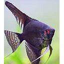 pterophyllum scalare black 3-3.5cm (body)