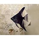 pterophyllum scalare black longfin 3-3.5cm (body)