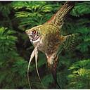 pterophyllum scalare leopard 3-3.5cm (body)