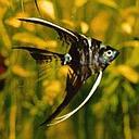 pterophyllum scalare marble 3-3.5cm (body)