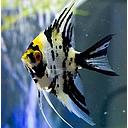 pterophyllum scalare tricolor longfin 3-3.5cm (body)