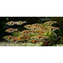 rasbora hengeli 2-2.5cm