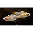 rasbora heteromorpha gold 2.5cm