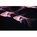 rasbora heteromorpha longfin 2.5-3cm